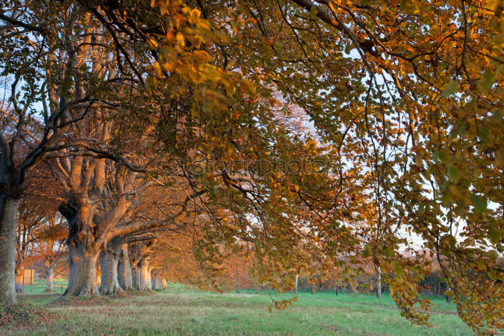 Similar – Foto Bild kleines Idyll Erholung