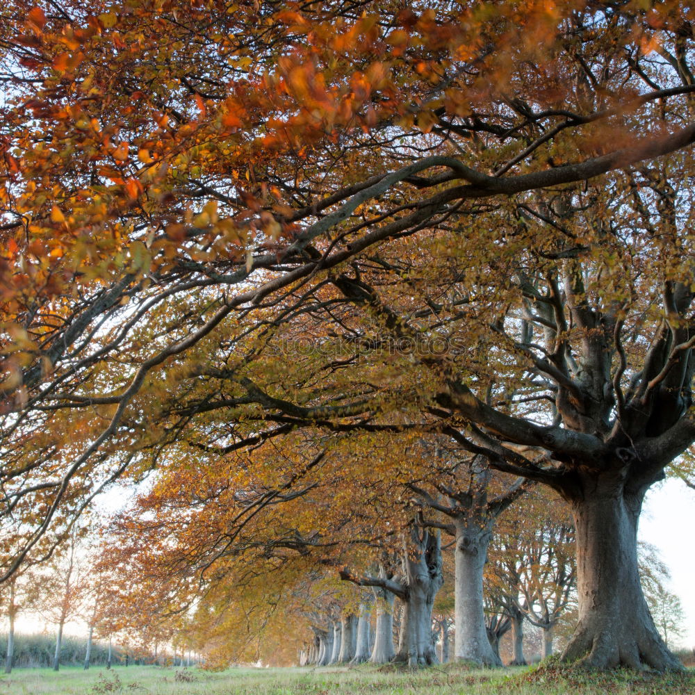 Similar – unter kronen radeln Baum