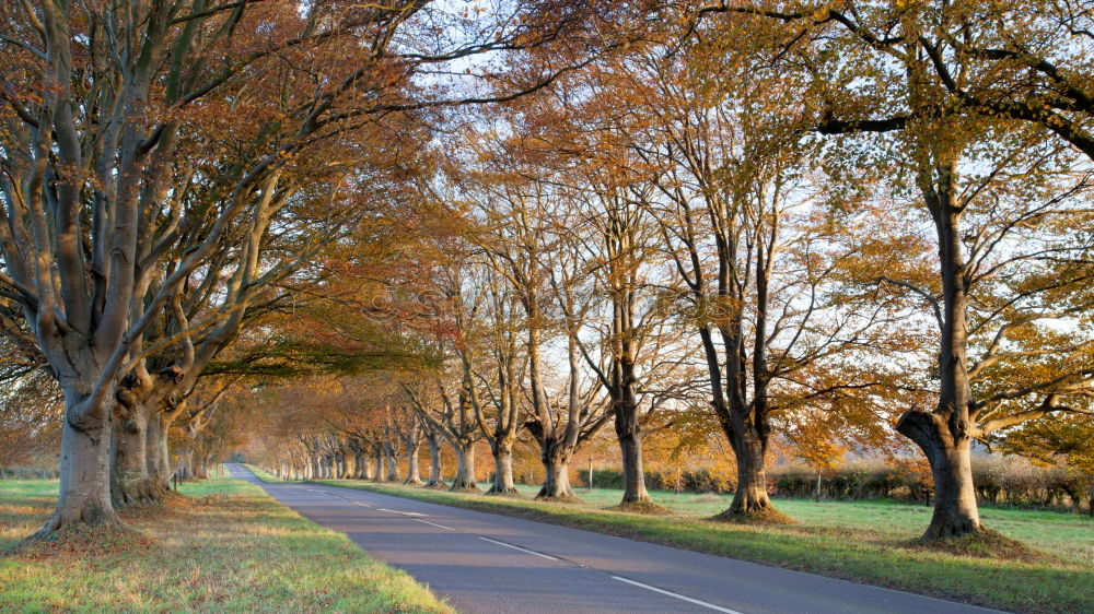 Similar – Image, Stock Photo Trees Avenue Cobblestone Street