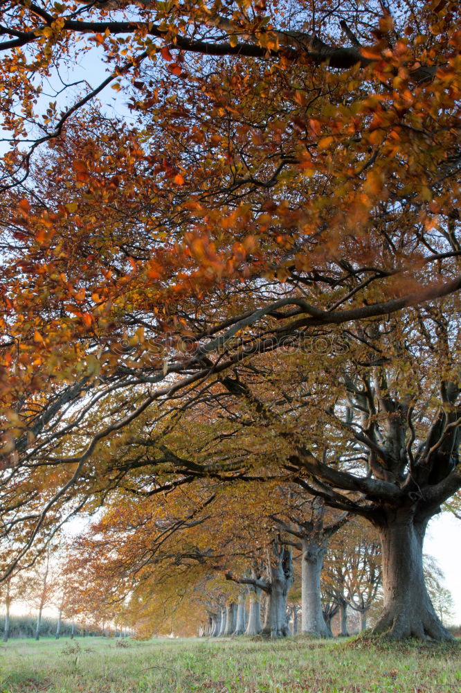 Similar – enchanted Autumn Fog Tree