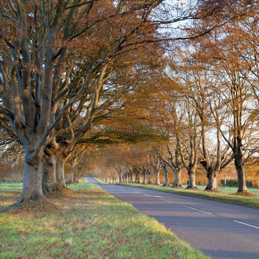 Similar – Image, Stock Photo Trees Avenue Cobblestone Street