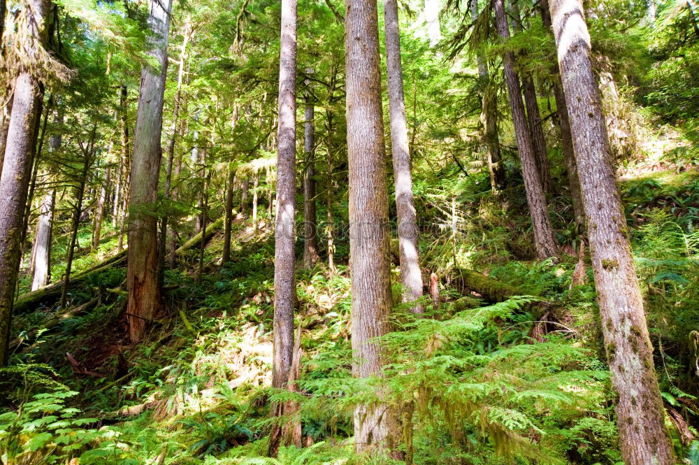 Similar – fern forest Environment