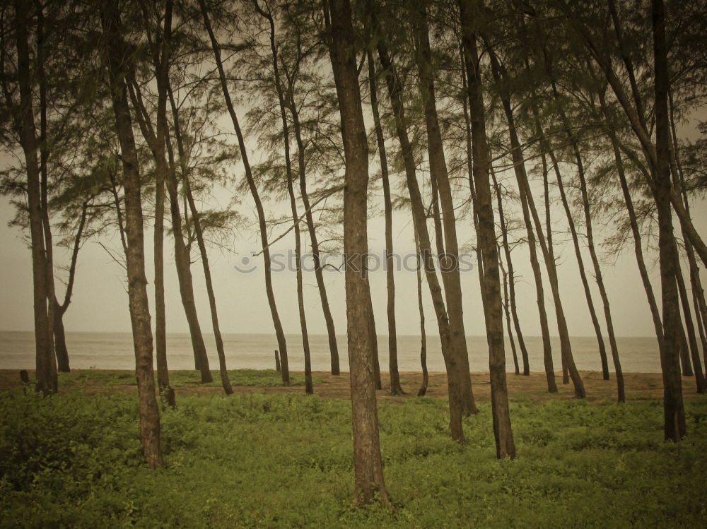 Similar – pinaceae II Tree Forest