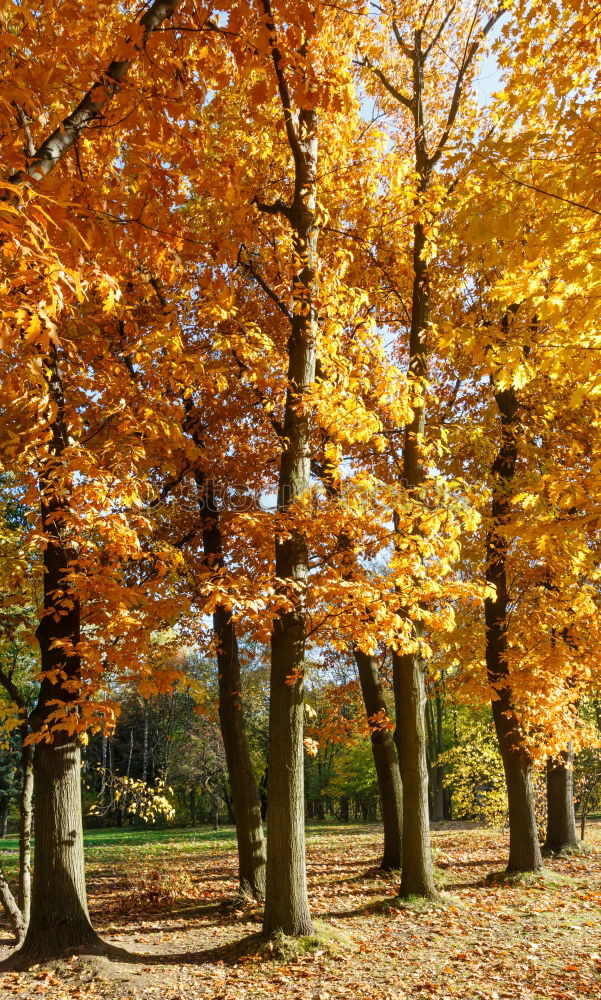 Similar – Laubbaum Herbst Baum