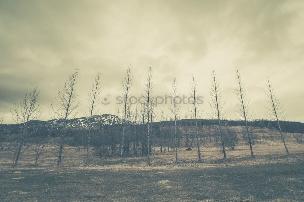 Similar – destroyed forest on the Isle of Skye, Scotland