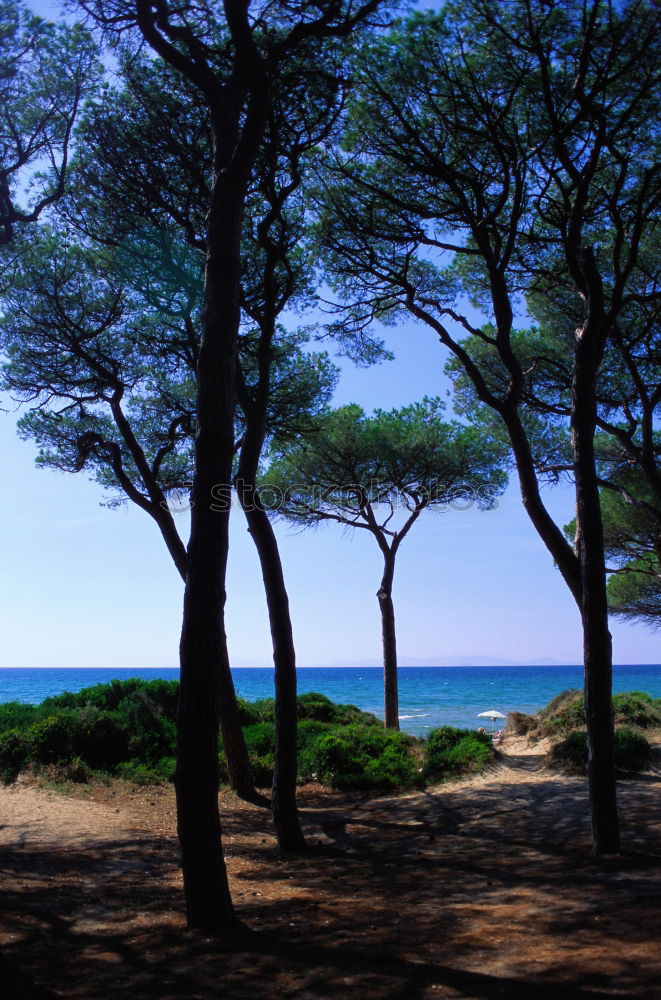 Similar – Image, Stock Photo View through a row of trees to water