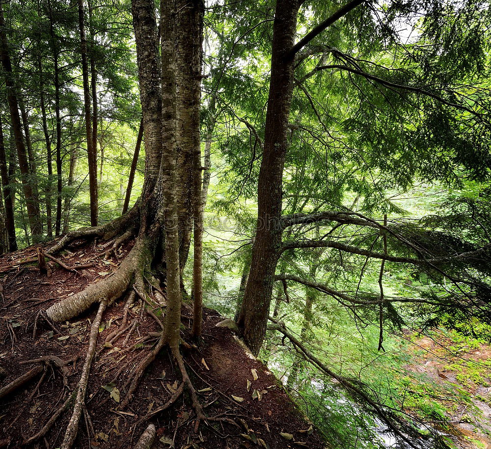 Similar – Foto Bild Forêt-Noire Umwelt Natur