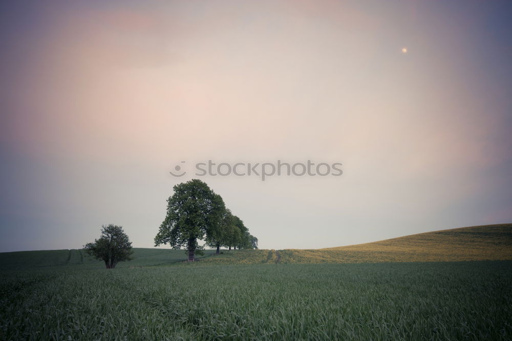 Similar – sunny day Field Tree