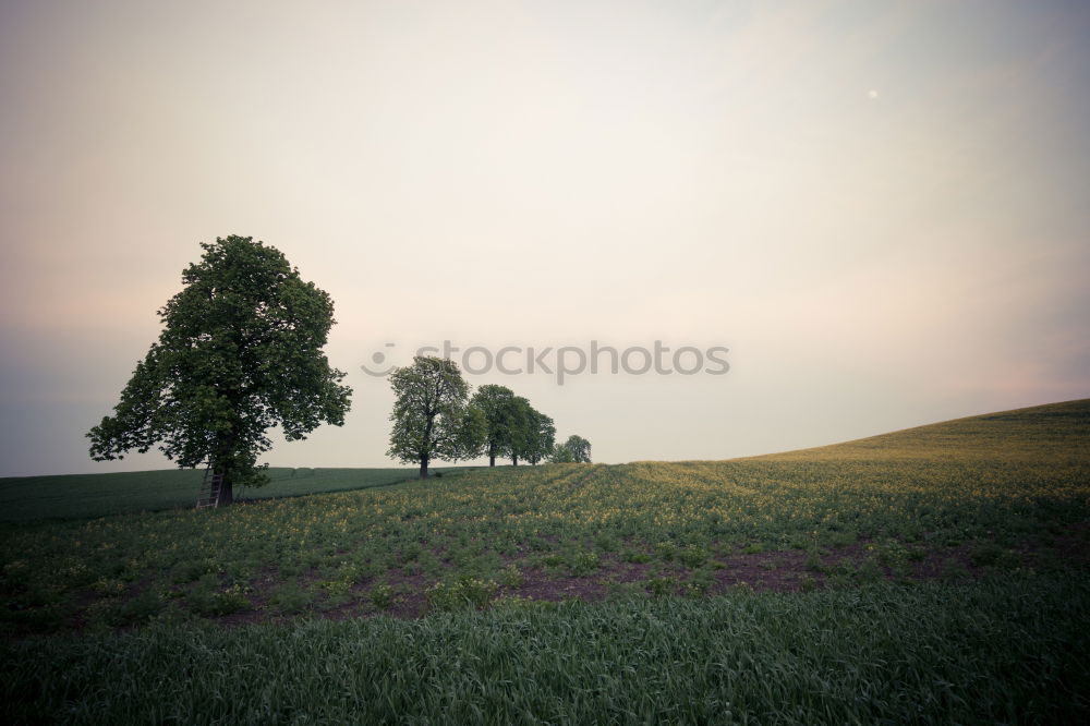 Similar – Foto Bild Pferde am Abend Weide