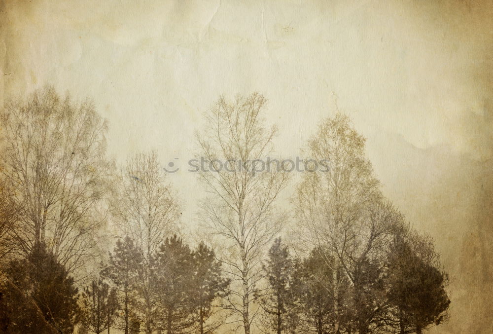 Similar – Image, Stock Photo discolorated forest Nature