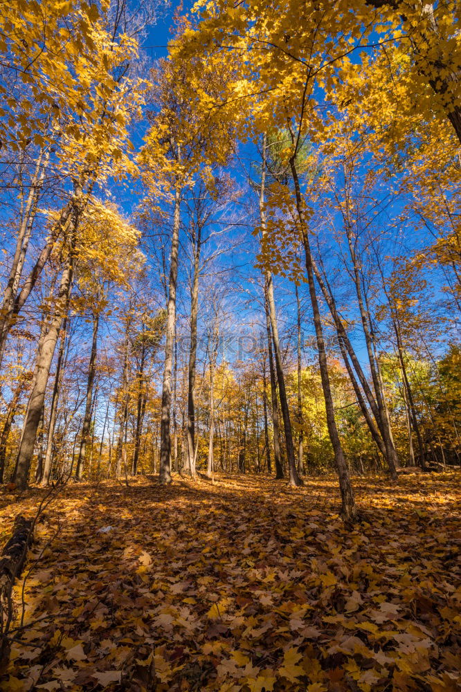 Similar – Image, Stock Photo autumn outlook