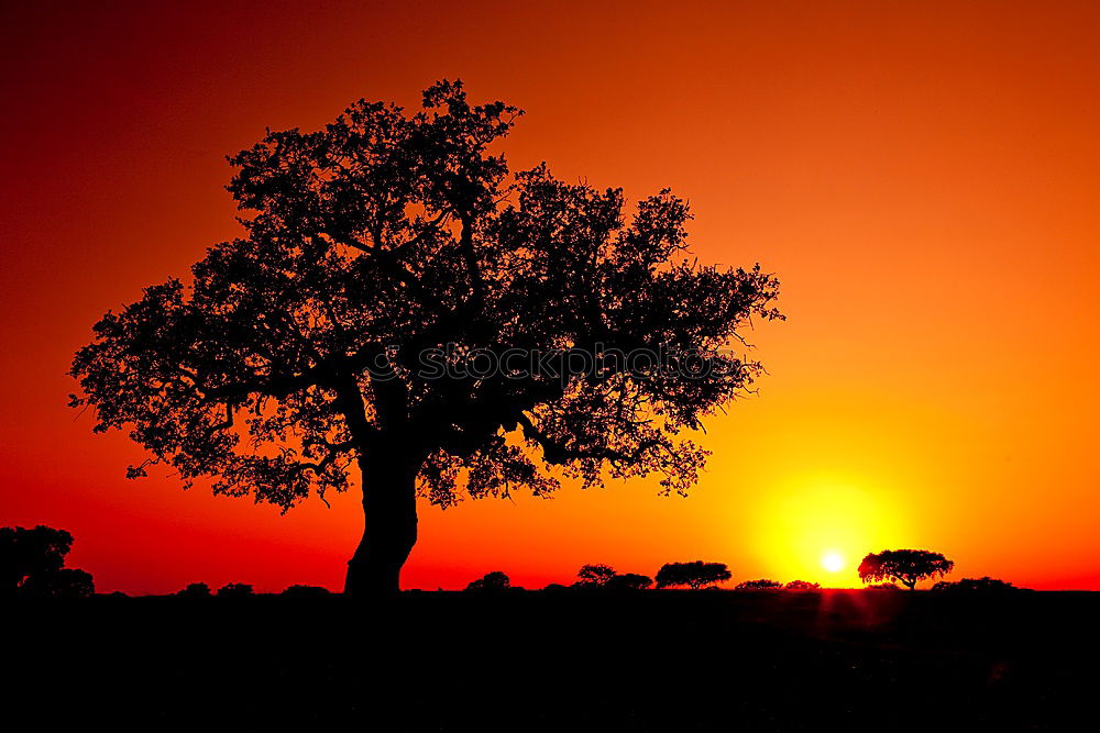 Similar – Foto Bild Sonnenuntergang Baum rot