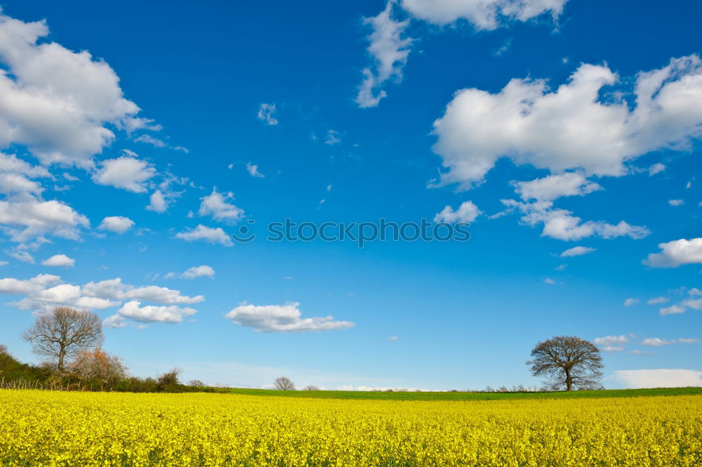 Similar – field of gold Feld gelb