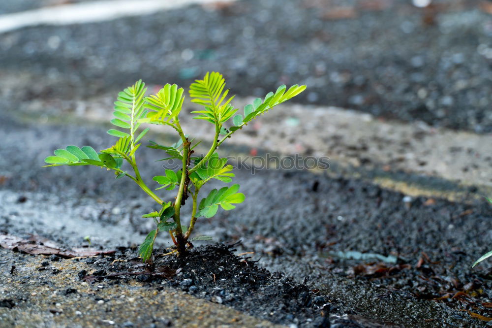 Similar – Foto Bild Kraft Leben Umwelt Natur