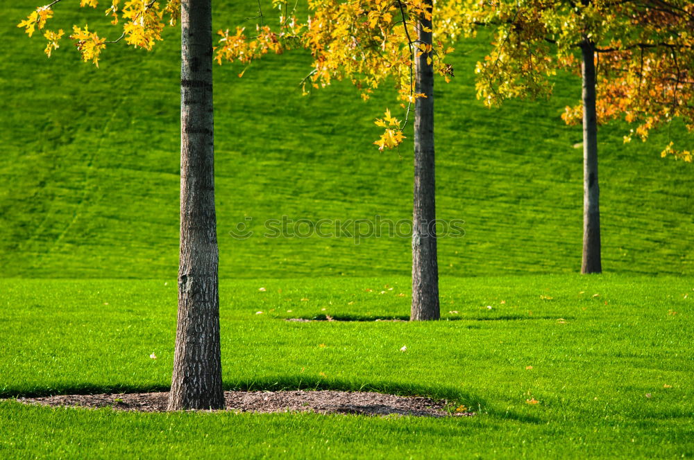 Similar – Frühling. Baum Blume Gras