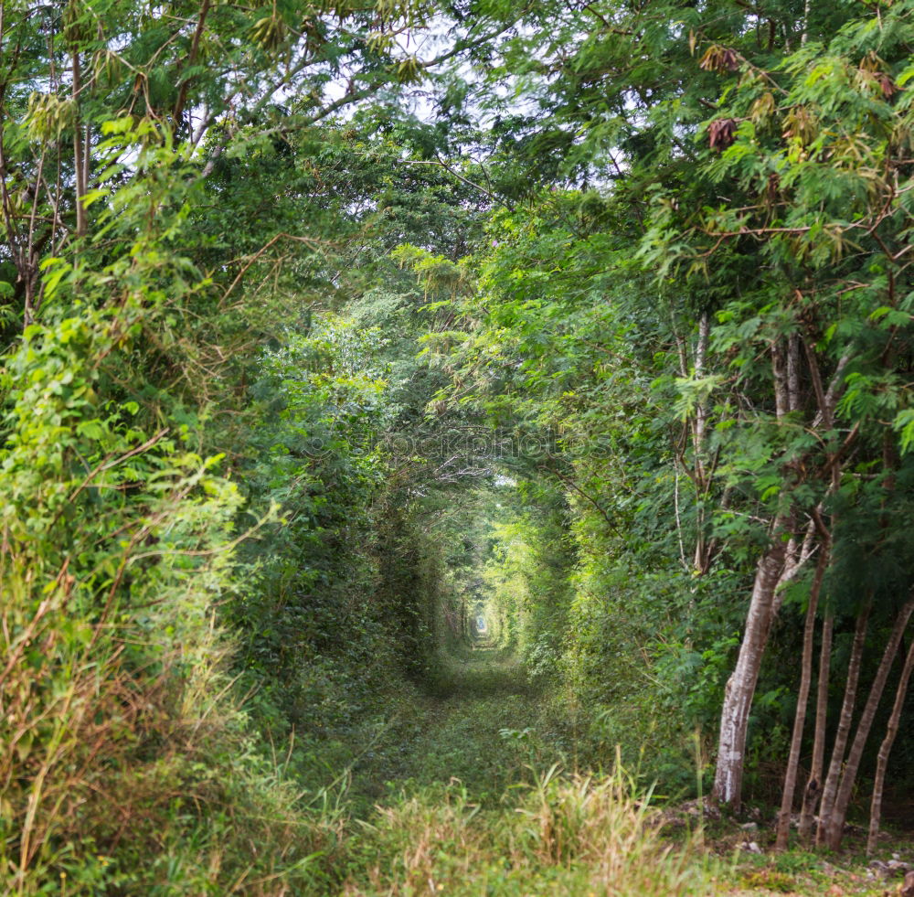 Similar – Auf dem Holzweg Ausflug