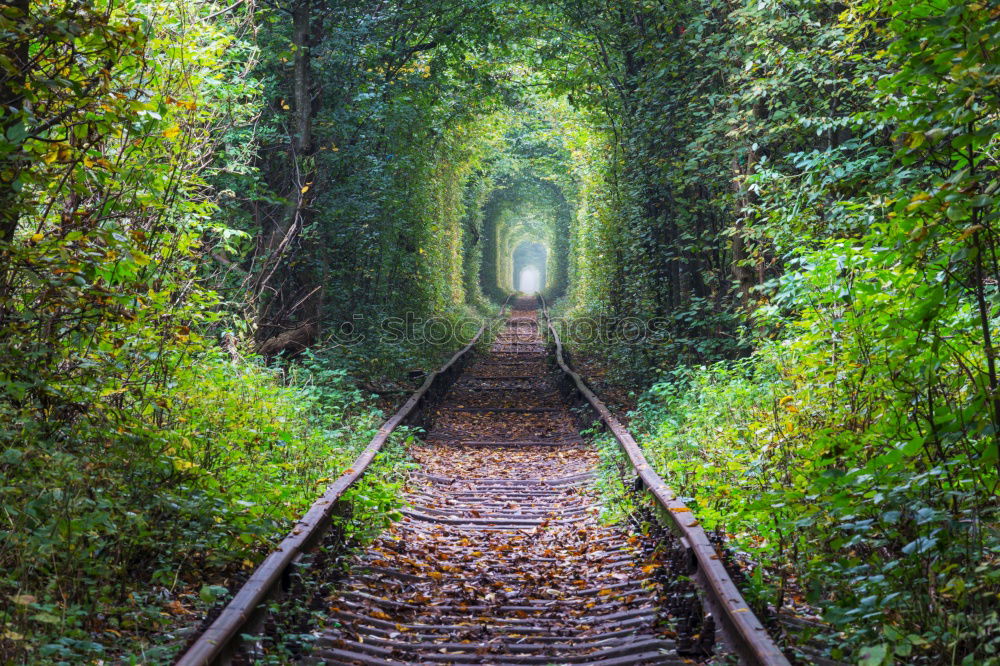 Similar – Green Avenue in Ireland