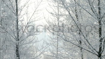 Similar – Image, Stock Photo Twice as cold Forest