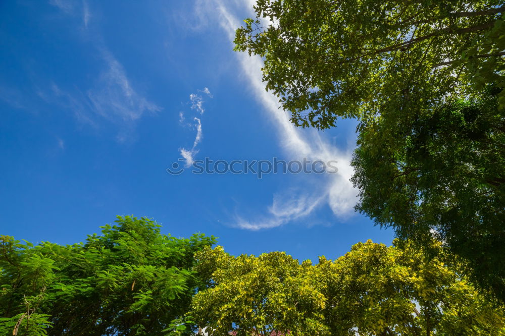 Similar – Foto Bild Baum mit Blättern Pflanze