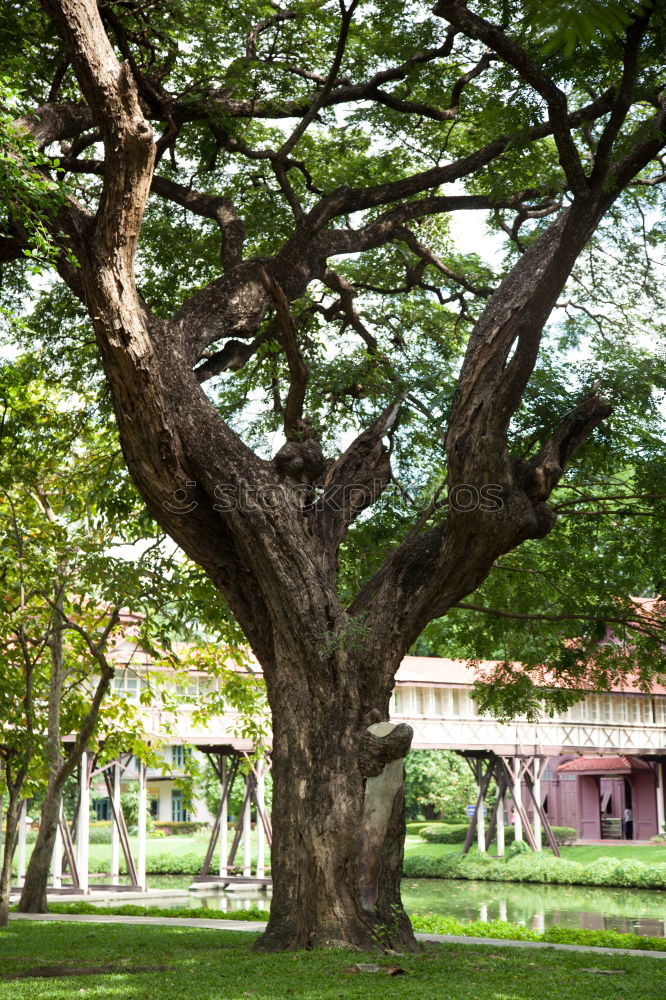 Similar – An old quiet graveyard in Macao, China