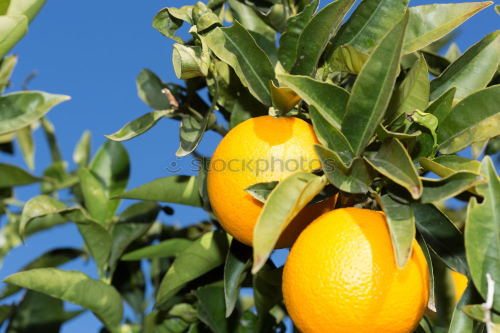 Similar – Image, Stock Photo Oranges on a branch. Orange trees in plantation.