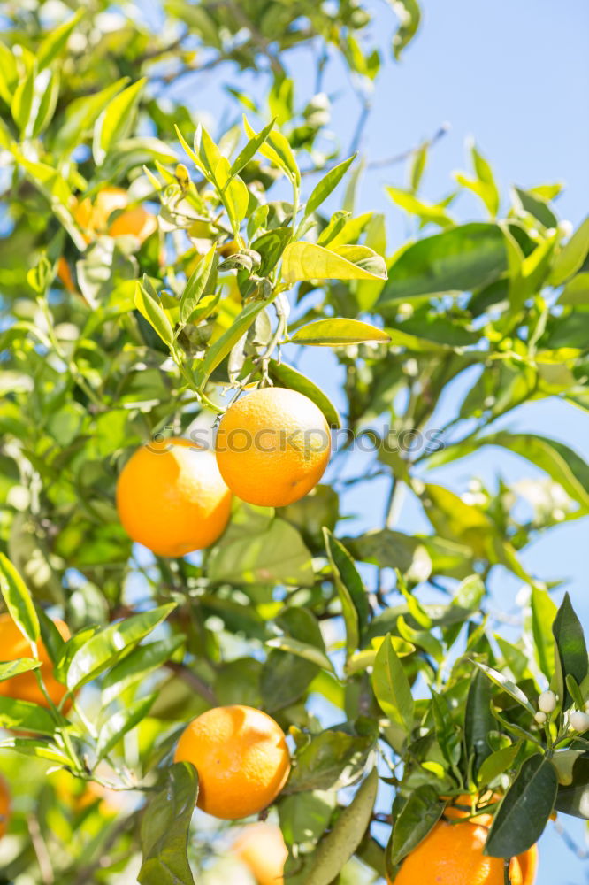 Similar – Image, Stock Photo Yellow-orange. Art