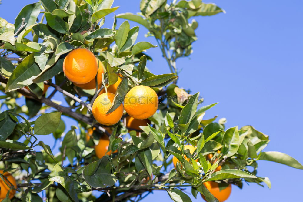 Similar – Image, Stock Photo Oranges on a branch. Orange trees in plantation.