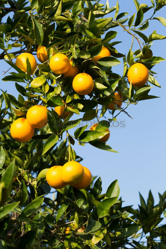 Similar – Image, Stock Photo Oranges on a branch. Orange trees in plantation.