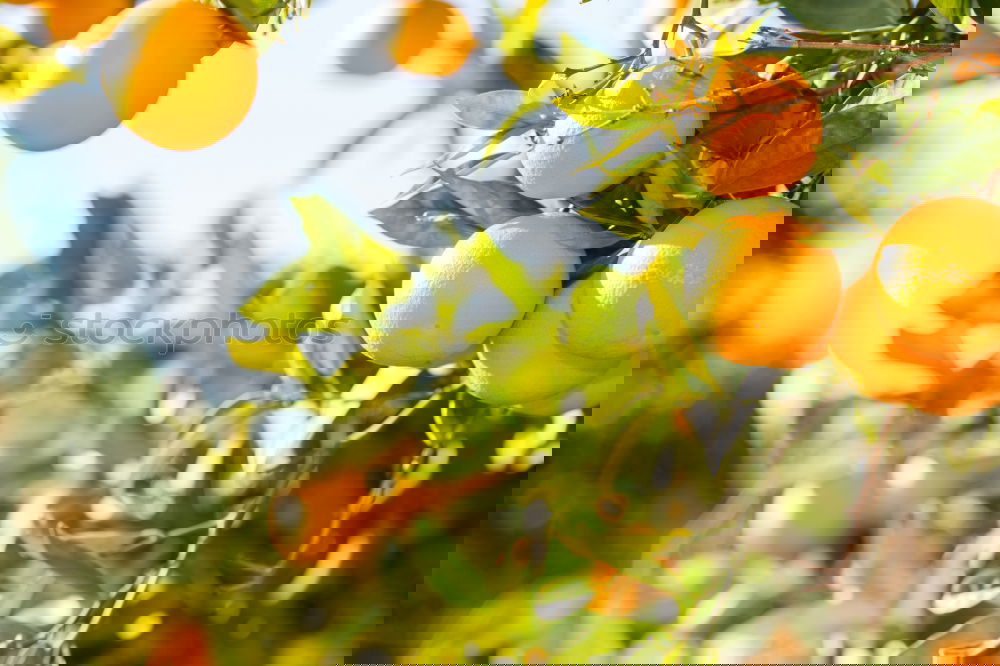Similar – Image, Stock Photo Yellow-orange. Art