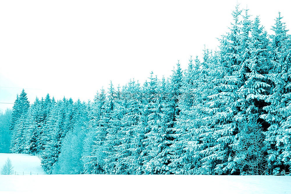 Similar – Image, Stock Photo Aerial winter landscape of high pine trees and a little meandering stream