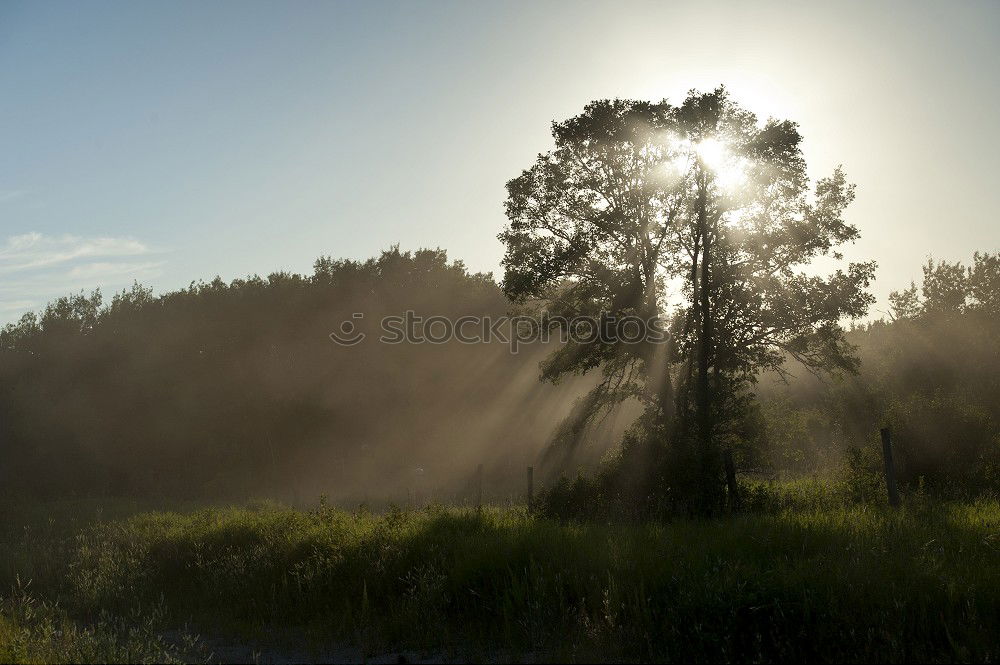 Similar – abendlicht Wiese Gras