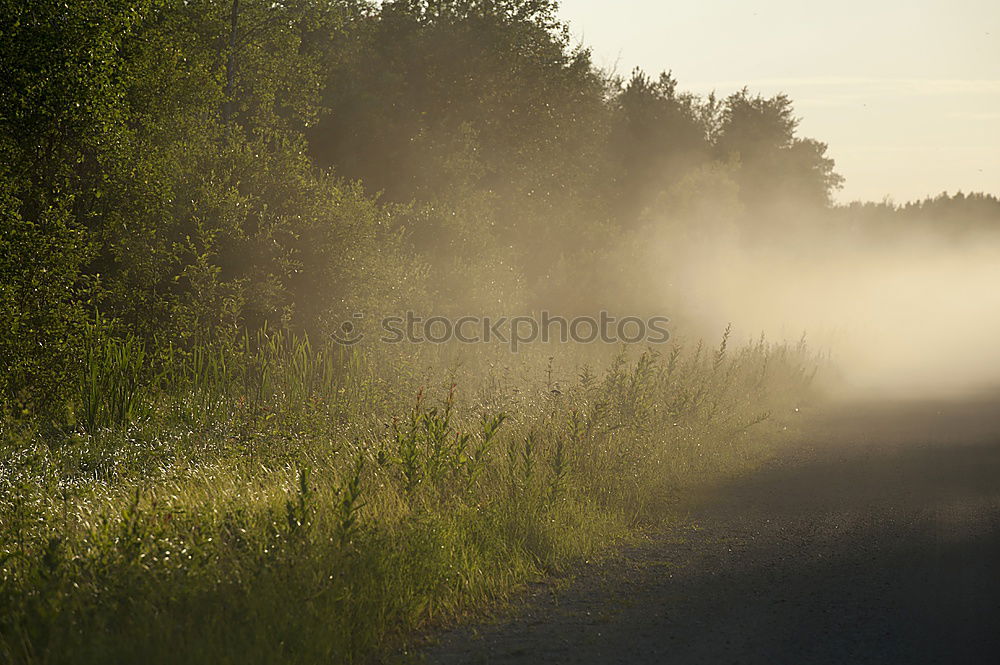 Similar – Summer morning Tree Forest