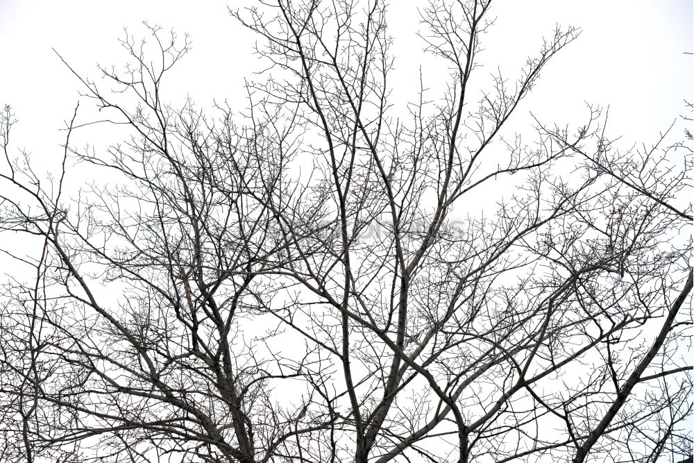 Similar – Image, Stock Photo pigeon tree Environment