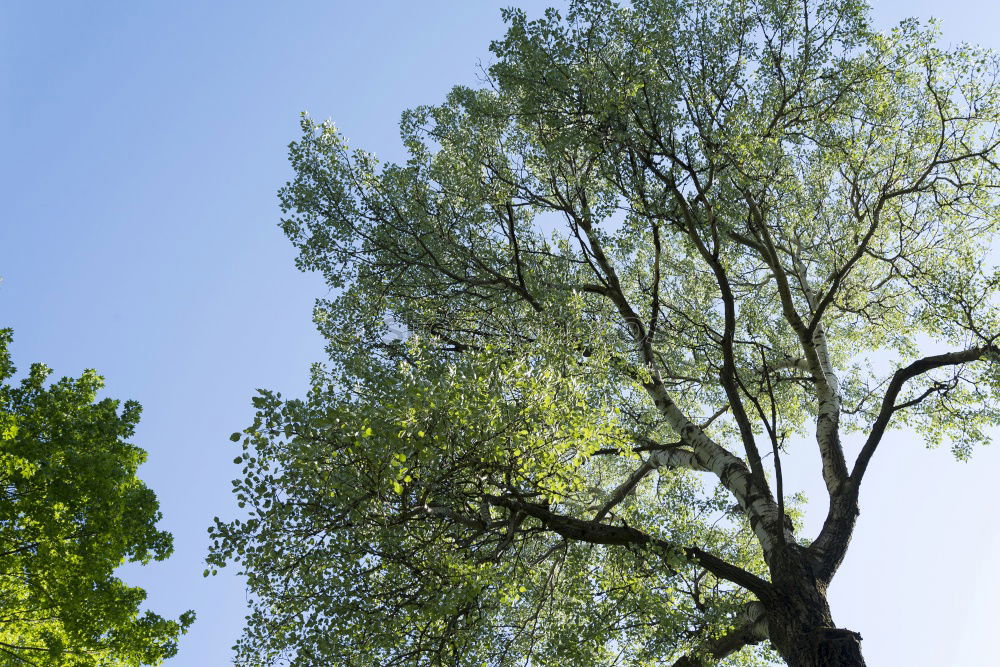 Bäume Baum grün Sommer