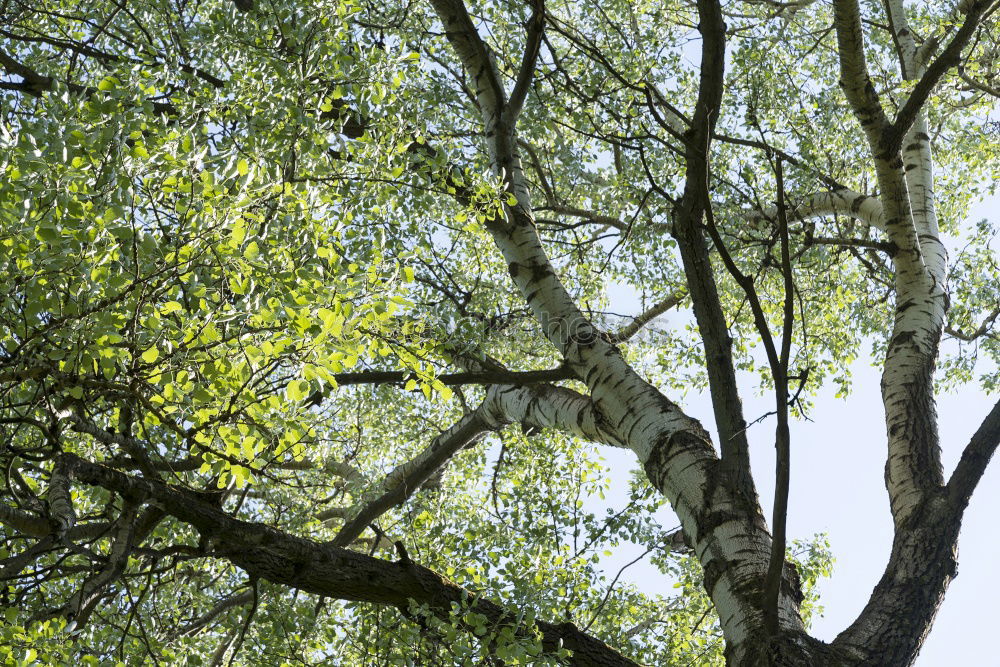 Similar – Image, Stock Photo forest goblin Joy