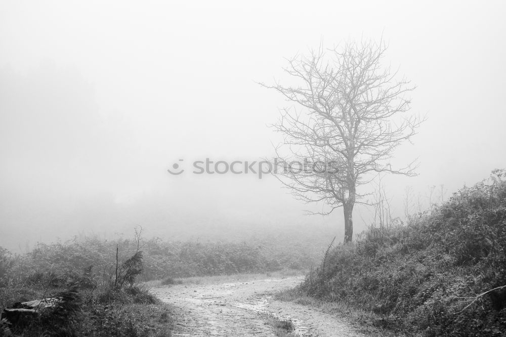 Similar – Image, Stock Photo snow-covered tree Tree