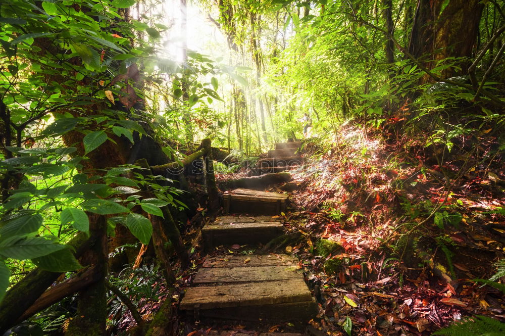 Similar – Image, Stock Photo Amazon. Tropical Rainforest. Jungle Landscape. Amazon Yasuni National Park, Ecuador. South America.