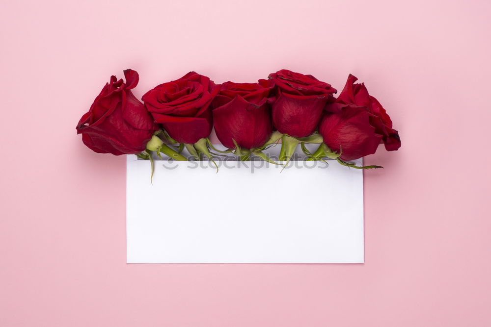 Similar – Image, Stock Photo Envelope with white flowers on pink background