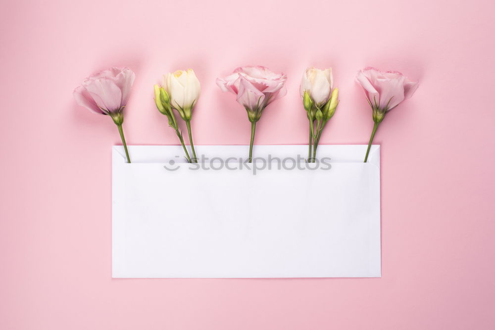 Similar – Flowers and envelope on a light pink background