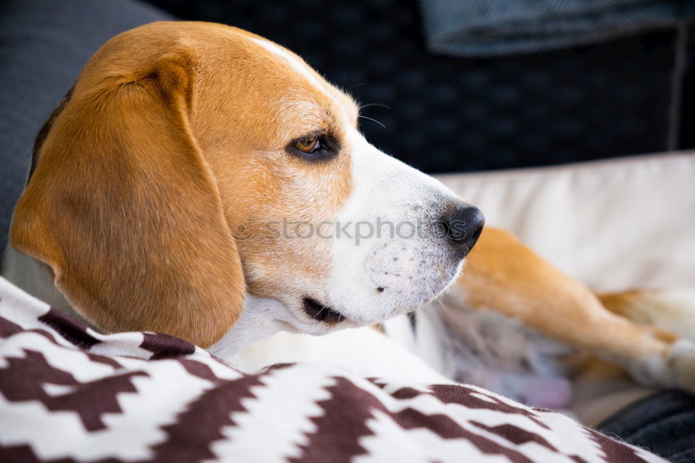 Similar – Image, Stock Photo Labrador Mo Animal Pet Dog