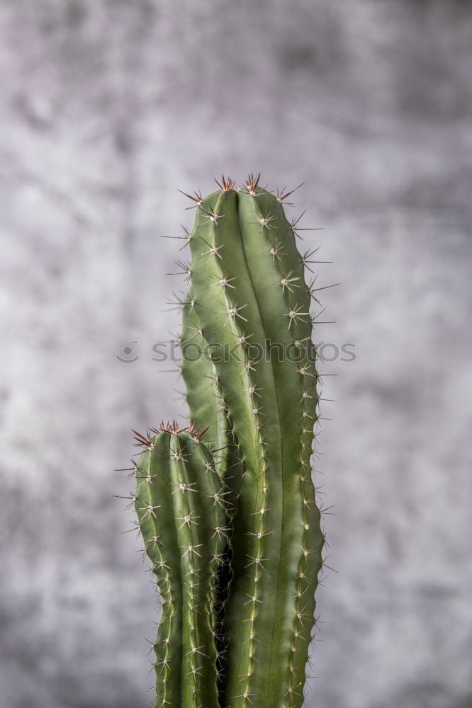 Similar – cactus Cactus Green Plant