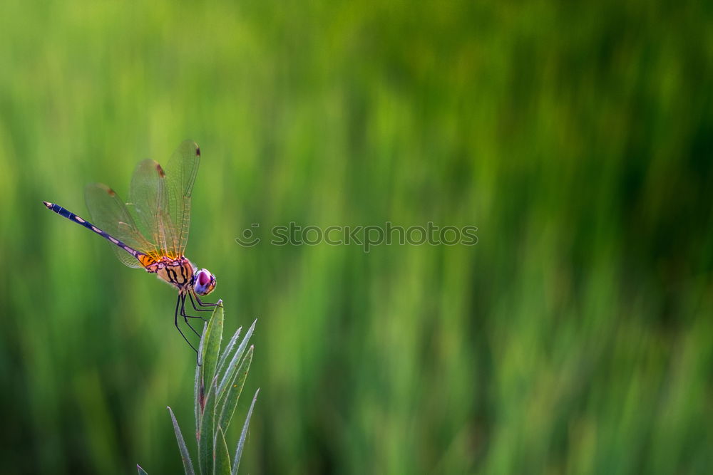 Similar – Ladybug crawling on a leaf