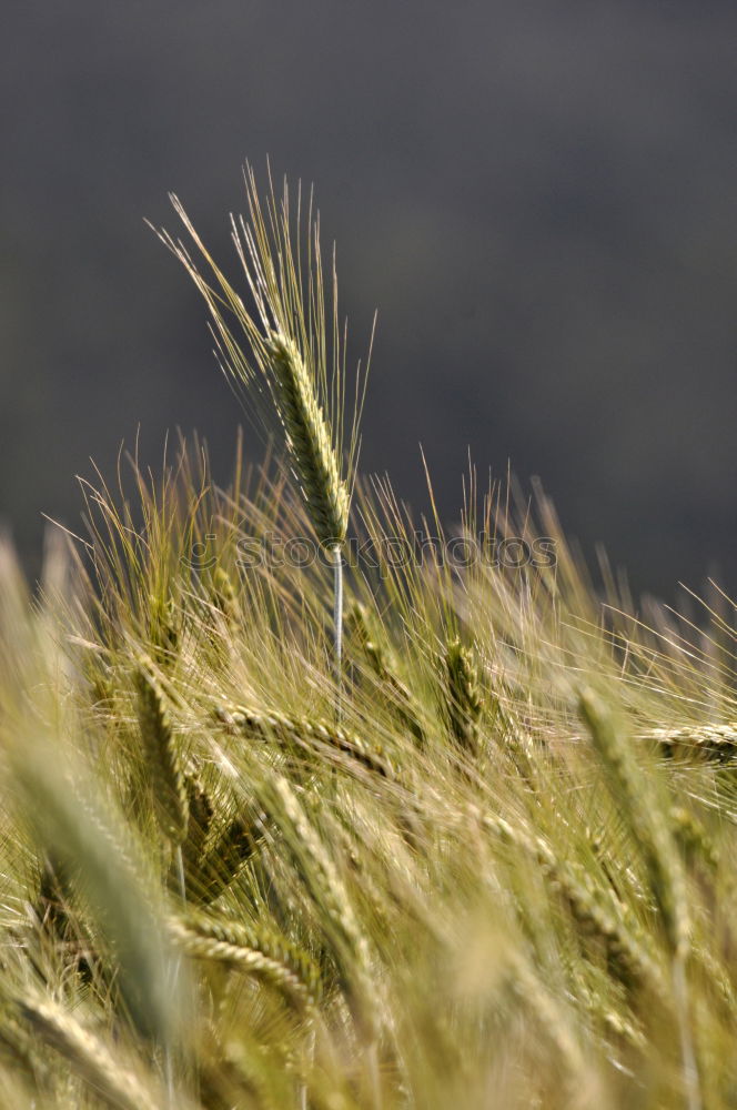 Similar – Image, Stock Photo In the barley field Nature