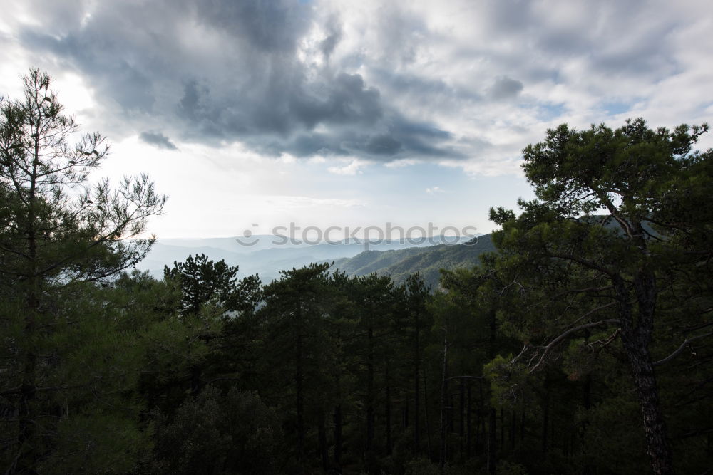 Similar – pinaceae I Tree Forest