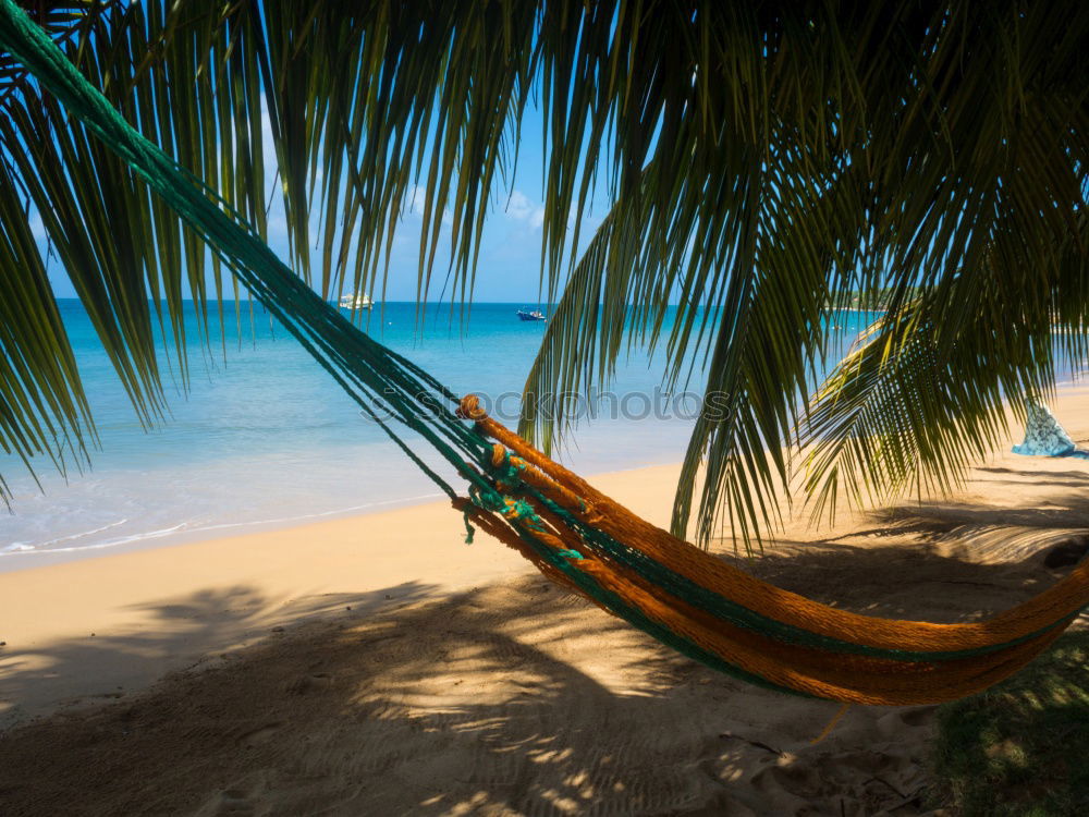 Similar – Maldives island luxury resort palm tree with hanging hammock