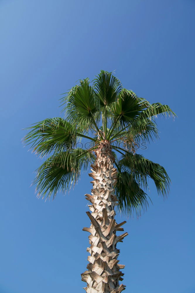 Similar – Foto Bild azuro Agave Kaktus Mauer