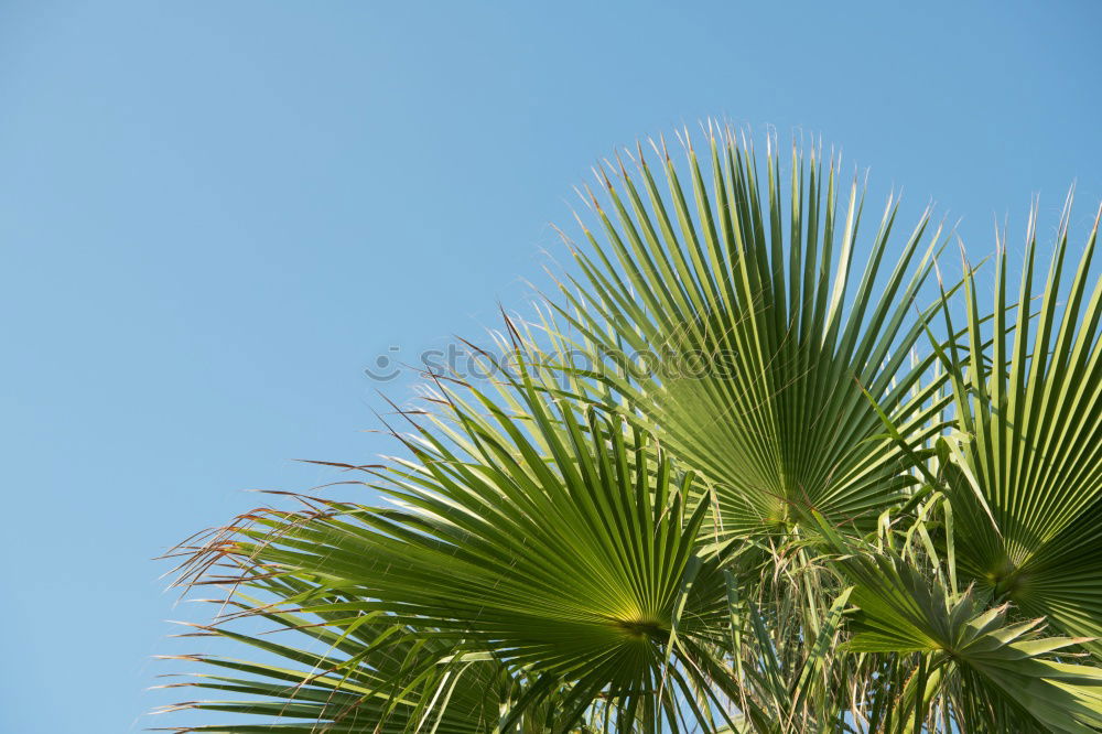 Similar – Image, Stock Photo Miami Beach