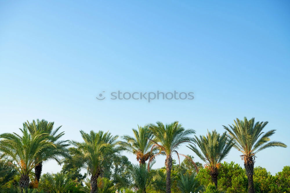 Similar – palm in the desert oasi