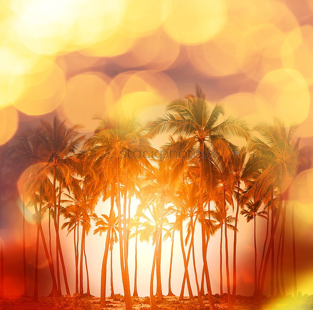 Similar – Image, Stock Photo Palm in neon retro colours