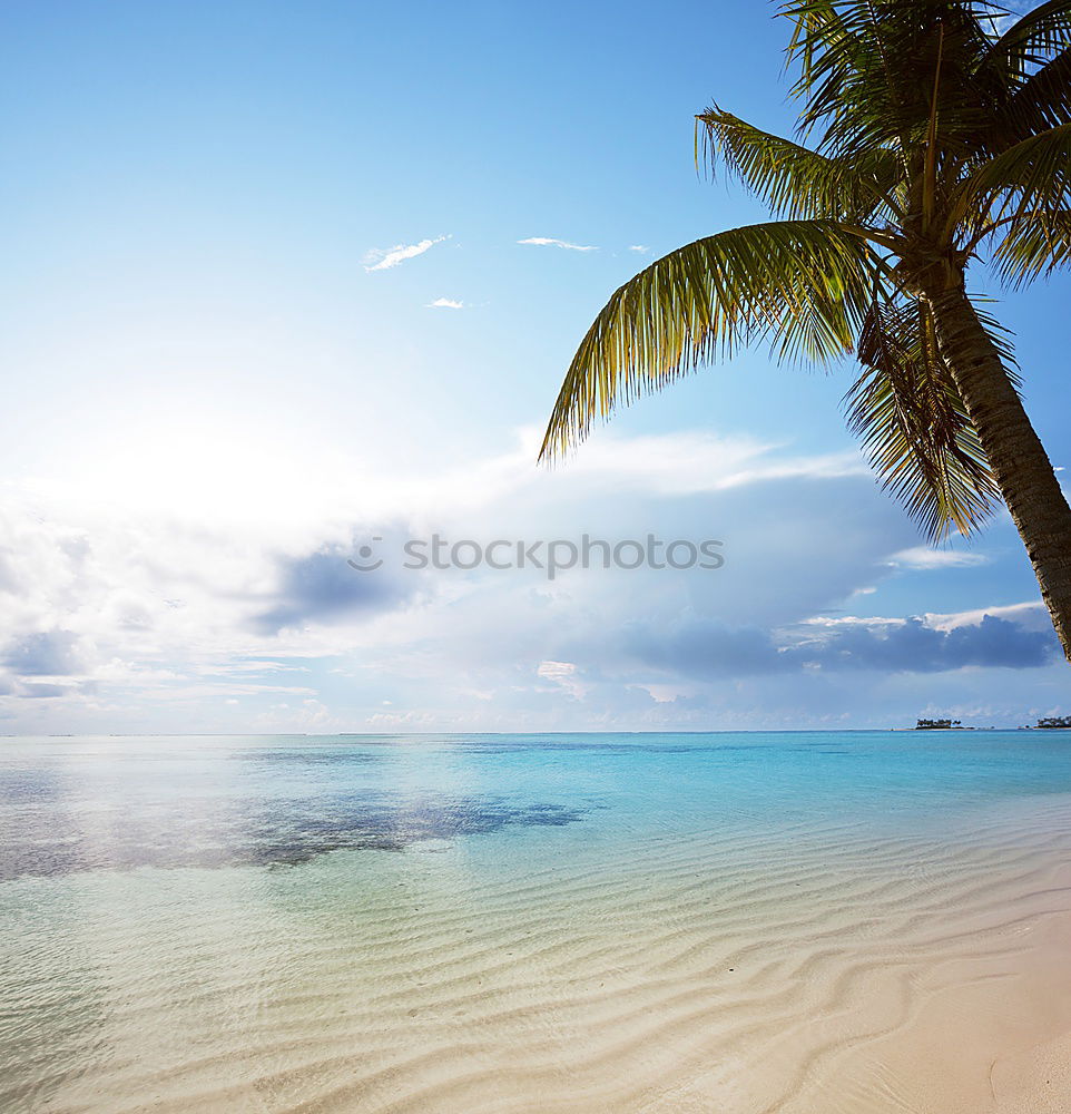 Similar – Maldives island luxury resort wooden pier